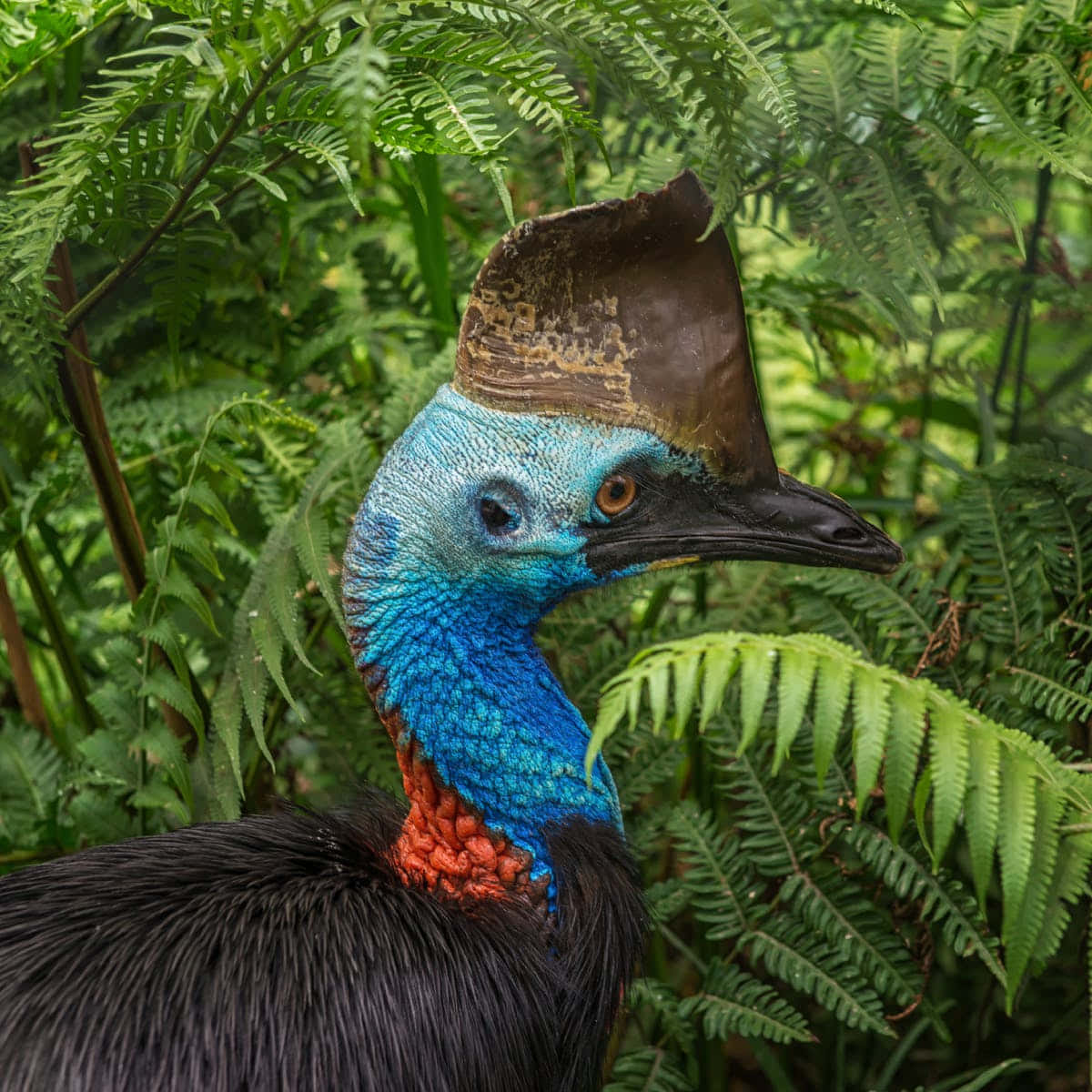 cassowary, vibrant blue neck, red wattles, SD Desktop Wallpaper