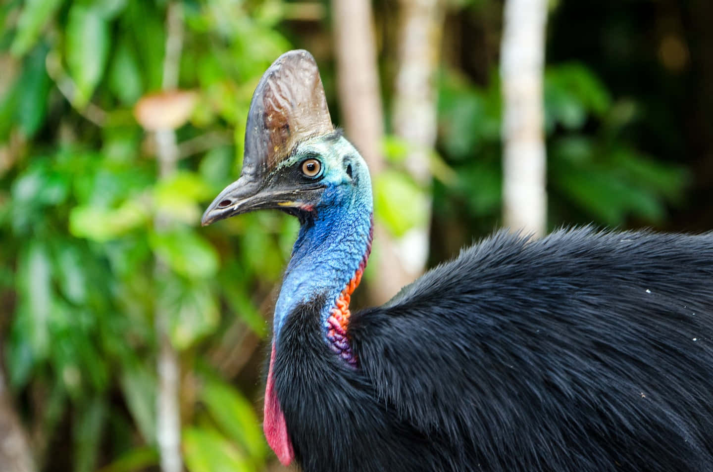 cassowary, vibrant blue neck, red wattle, HD Desktop Wallpaper
