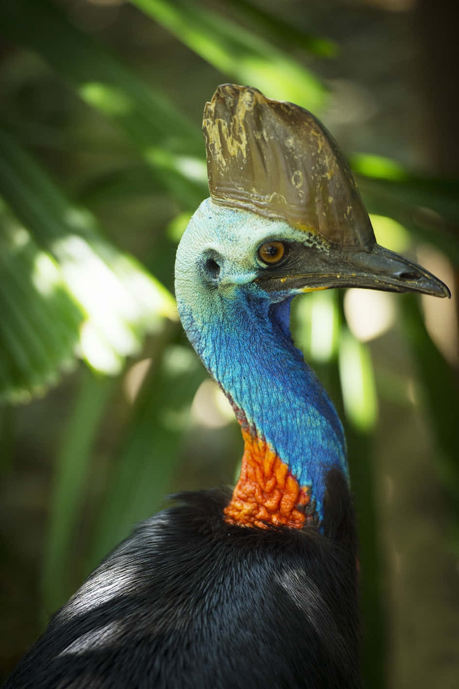 cassowary, vibrant blue neck, orange wattles, HD Phone Wallpaper