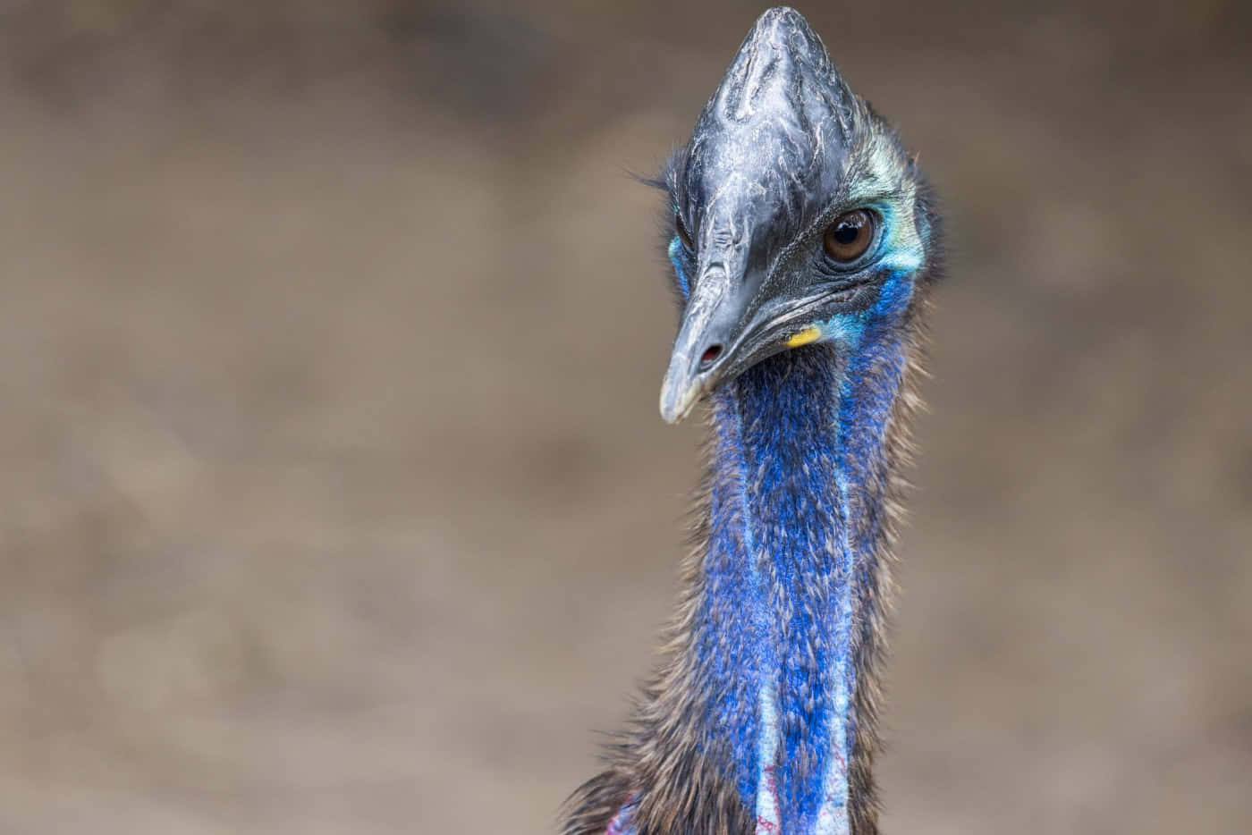 Cassowary, blue skin, sharp beak, HD Desktop Wallpaper