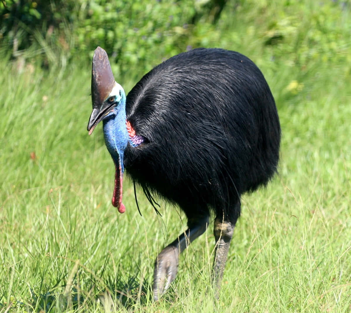 Cassowary, blue neck, red wattle, SD Desktop Wallpaper