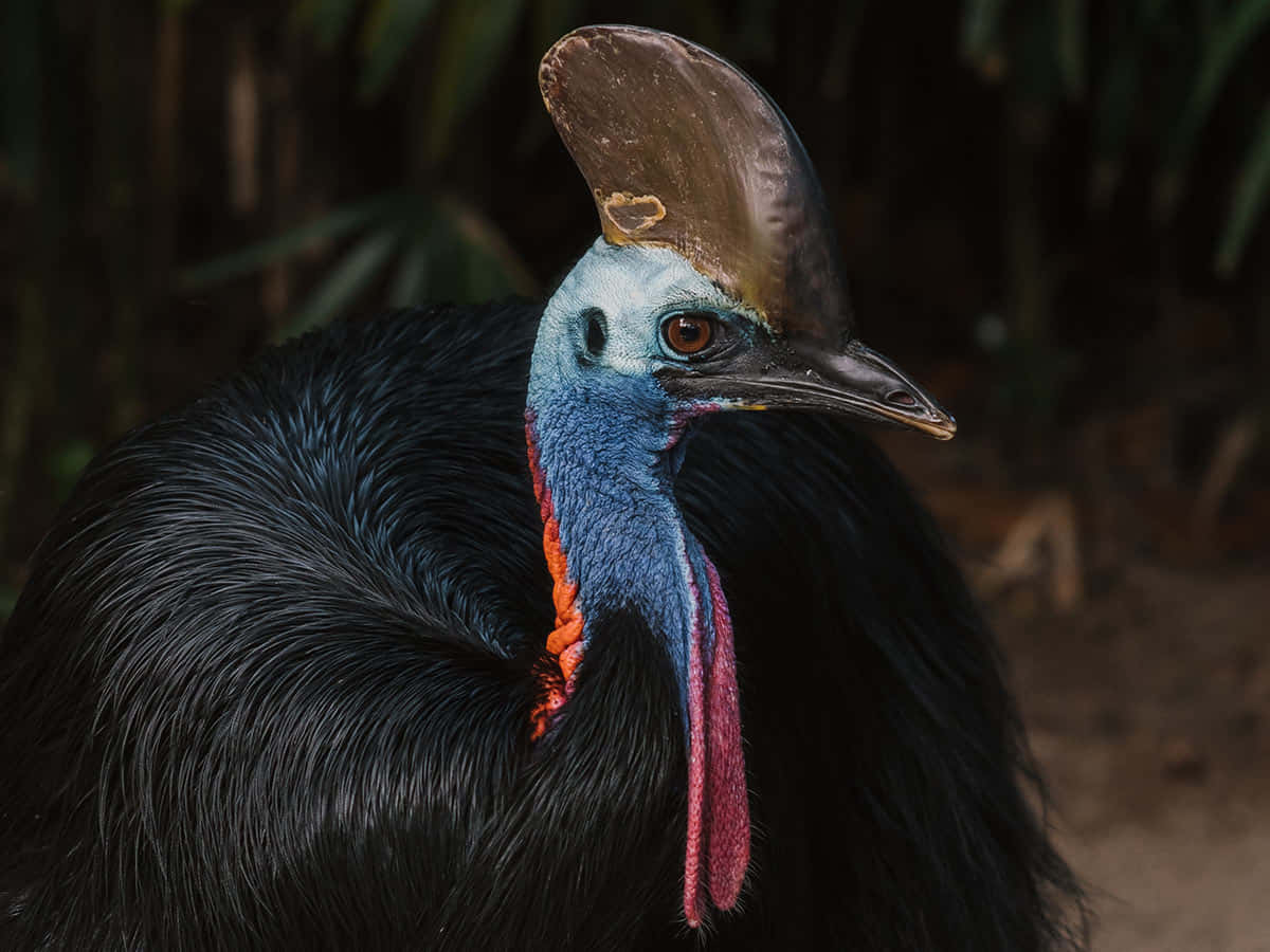 cassowary, blue neck, red wattle, SD Desktop Wallpaper