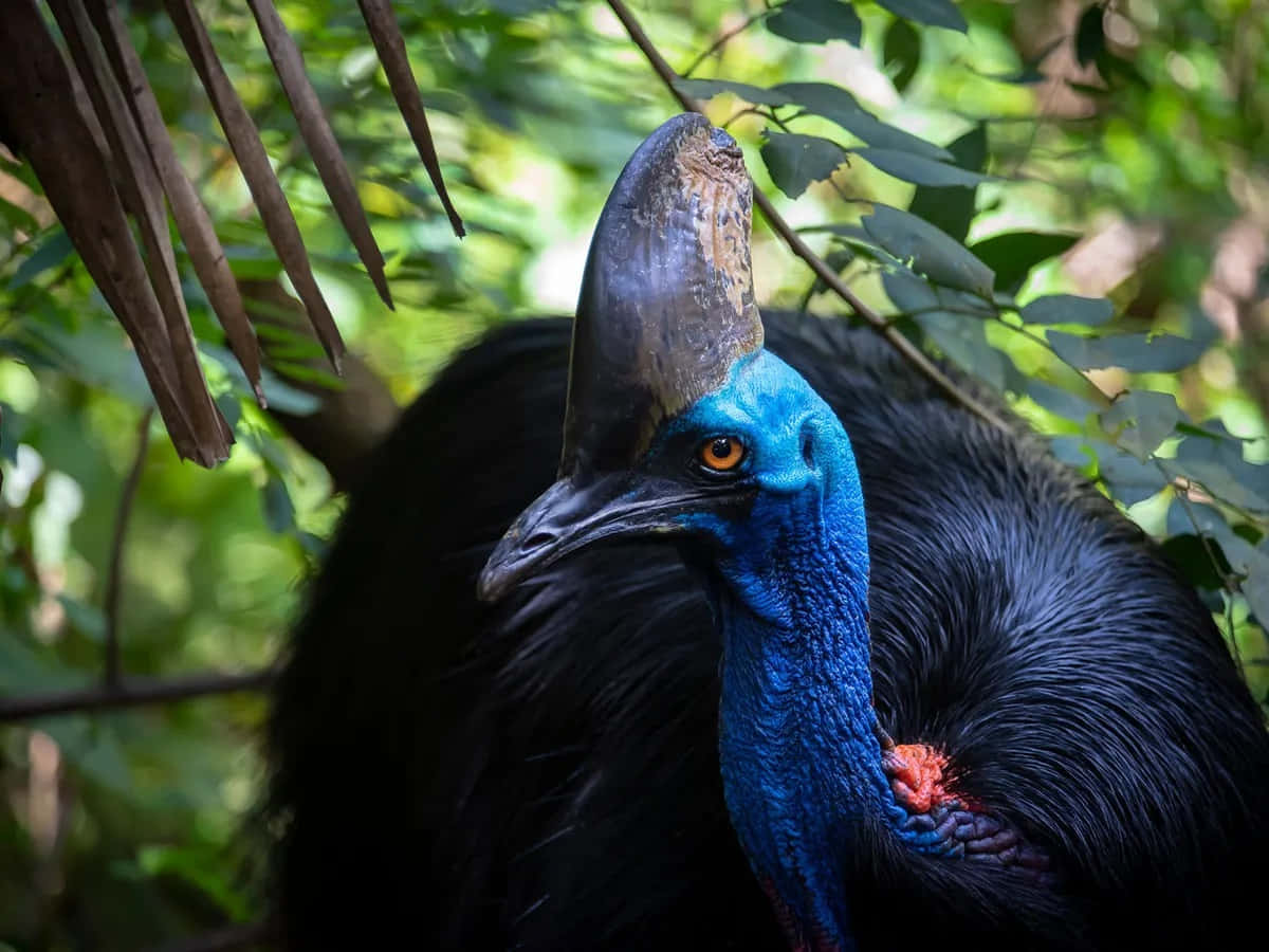 cassowary, vibrant blue neck, orange eye, SD Desktop Wallpaper