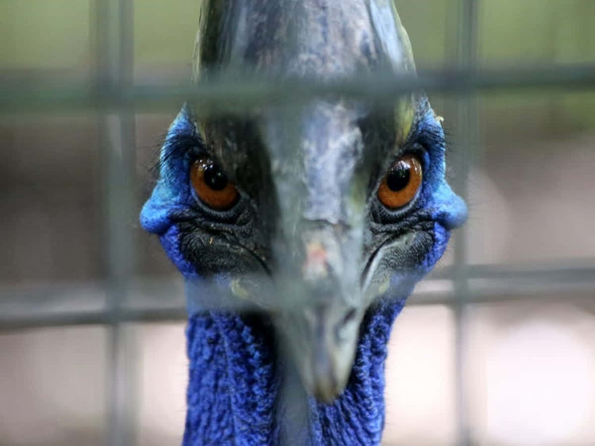 cassowary, intense orange eyes, blue neck, SD Desktop Wallpaper