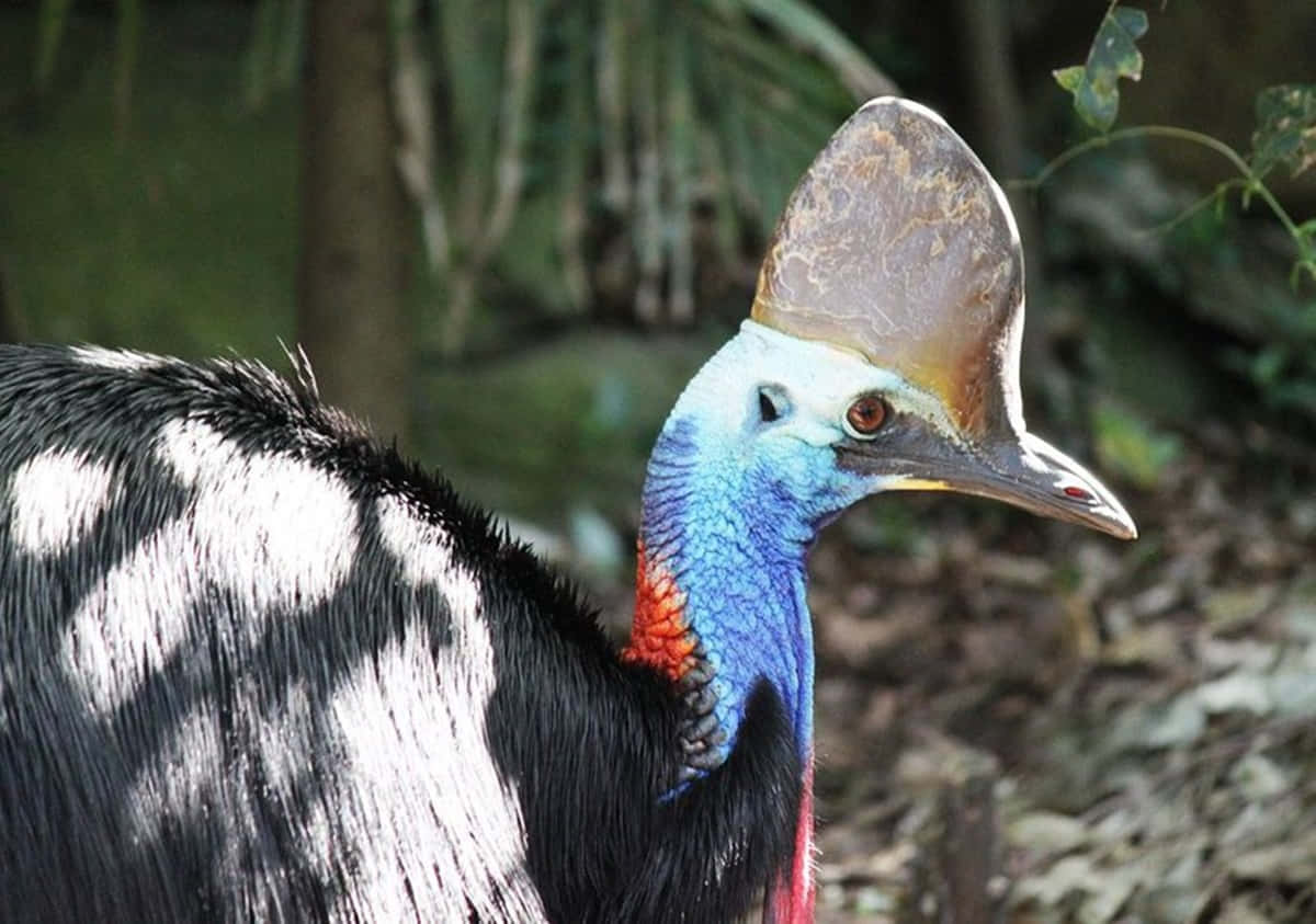 cassowary, blue neck, helmet-like casque, SD Desktop Wallpaper