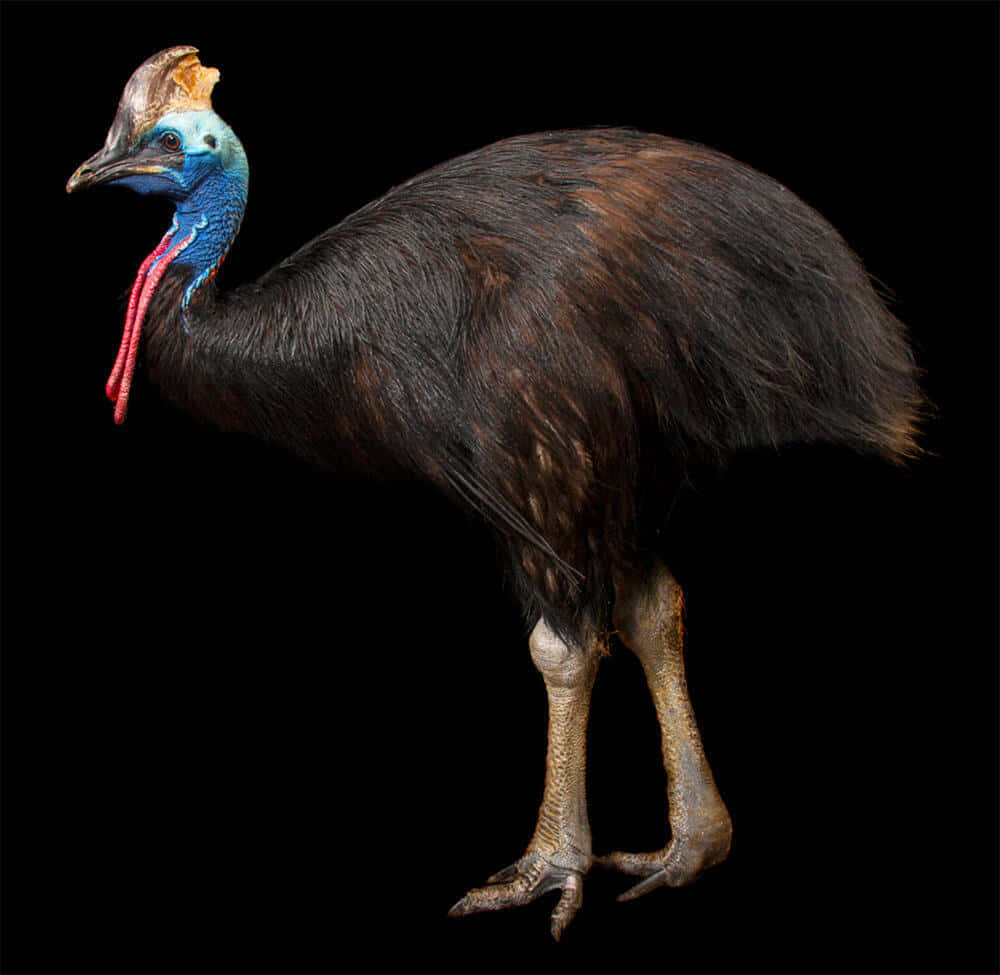 cassowary, blue neck, red wattle, SD Desktop Wallpaper