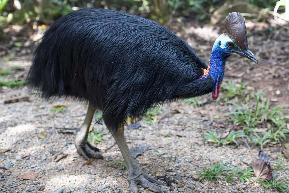 Cassowary, black, blue neck, SD Desktop Wallpaper