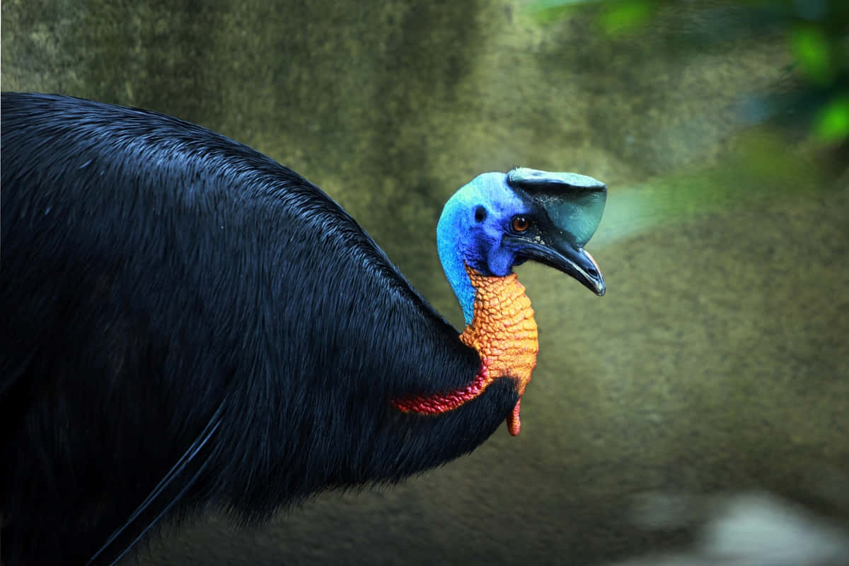 cassowary, glossy black feathers, vibrant blue head, SD Desktop Wallpaper