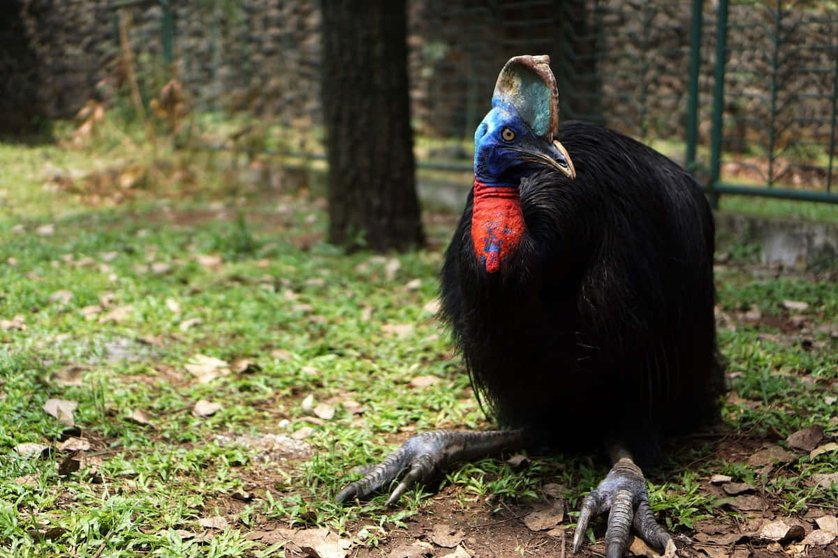 cassowary, grassy habitat, blue head, SD Desktop Wallpaper