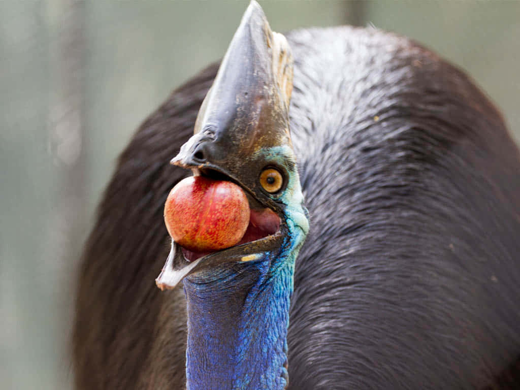 cassowary, bright red fruit, natural habitat, SD Desktop Wallpaper