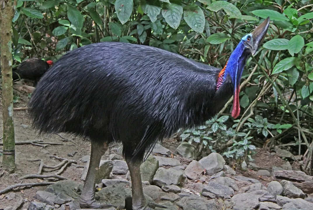 cassowary, lush green forest, vibrant blue neck, SD Desktop Wallpaper