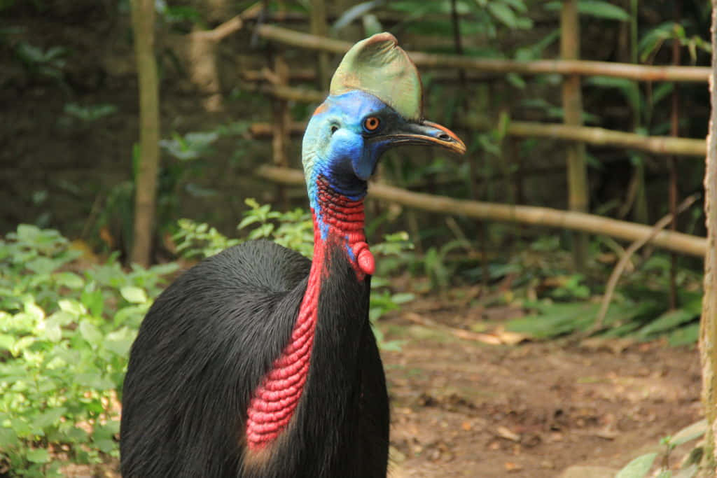 cassowary, lush green forest, vibrant blue neck, SD Desktop Wallpaper