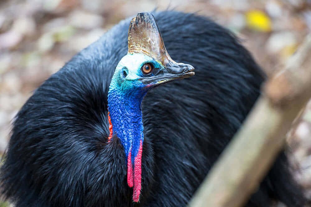 colorful cassowary, vibrant blue neck, red wattles, SD Desktop Wallpaper