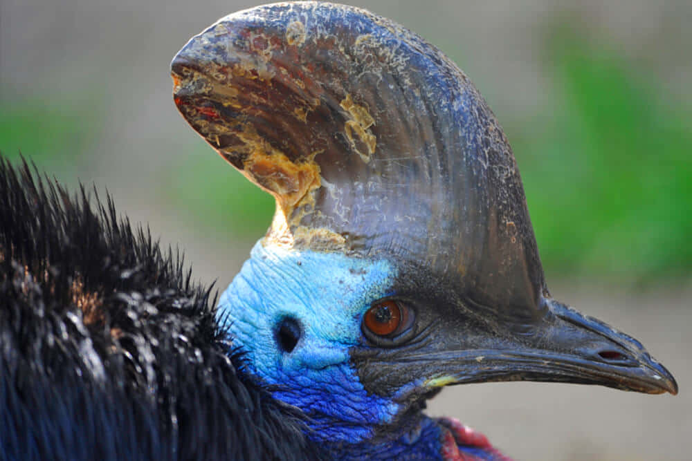 Cassowary, blue neck, distinctive casque, SD Desktop Wallpaper