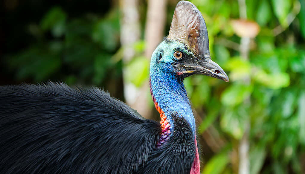 cassowary, vibrant blue neck, red wattles, SD Desktop Wallpaper