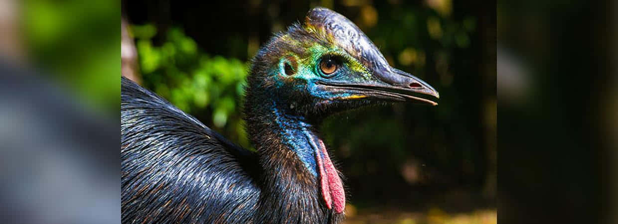 cassowary, iridescent blue neck, vivid orange eye, SD Desktop Wallpaper