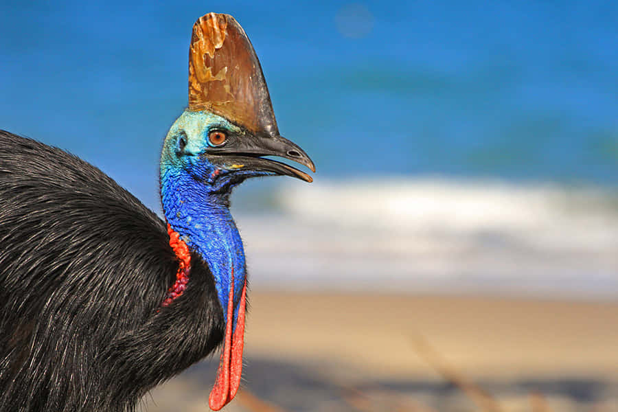 cassowary, vibrant blue neck, orange casque, SD Desktop Wallpaper