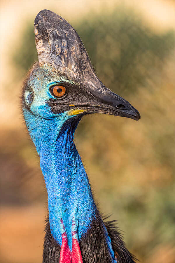 cassowary, vivid blue neck, orange eye, SD Phone Wallpaper