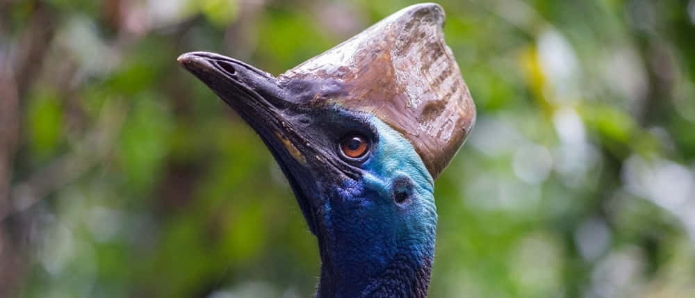 cassowary, casque, blue neck, SD Desktop Wallpaper