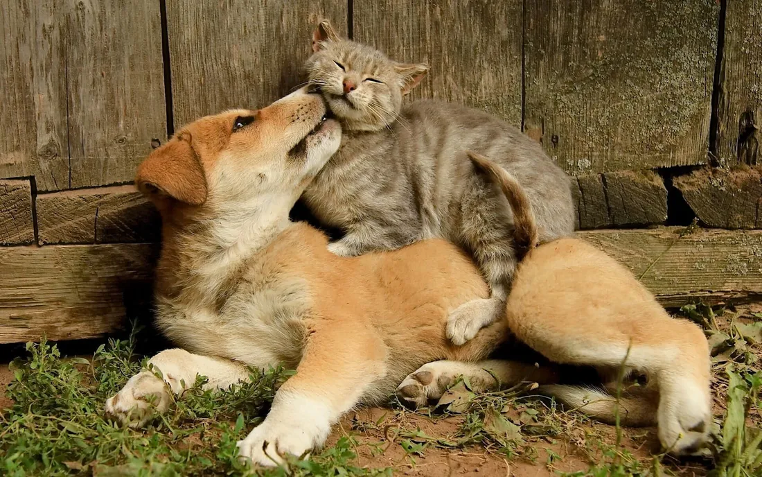 Cat and dog