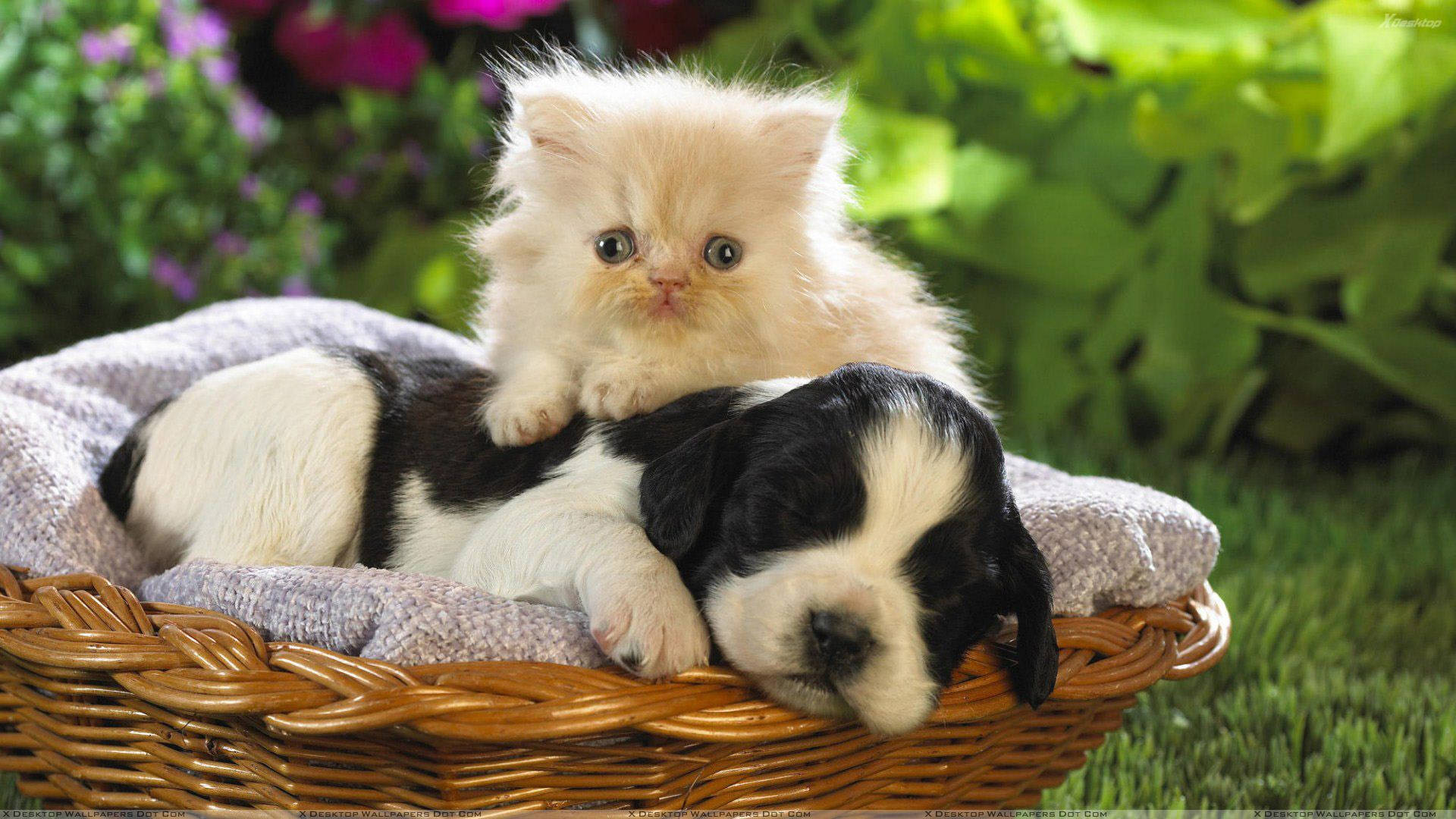 fluffy cream kitten, sleeping black and white puppy, wicker basket, Full HD Desktop Wallpaper