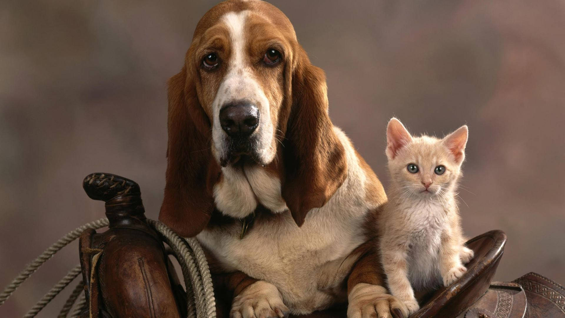 basset hound, tiny cream kitten, leather saddle, Full HD Desktop Wallpaper