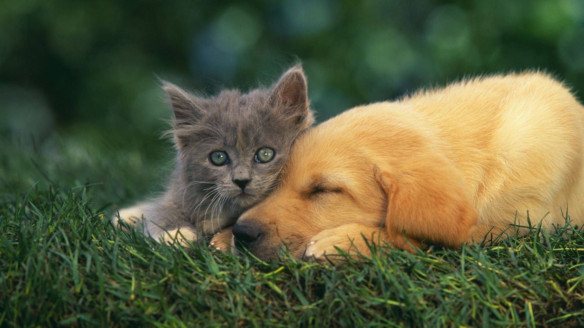 gray kitten, bright green eyes, golden retriever puppy, Full HD Desktop Wallpaper