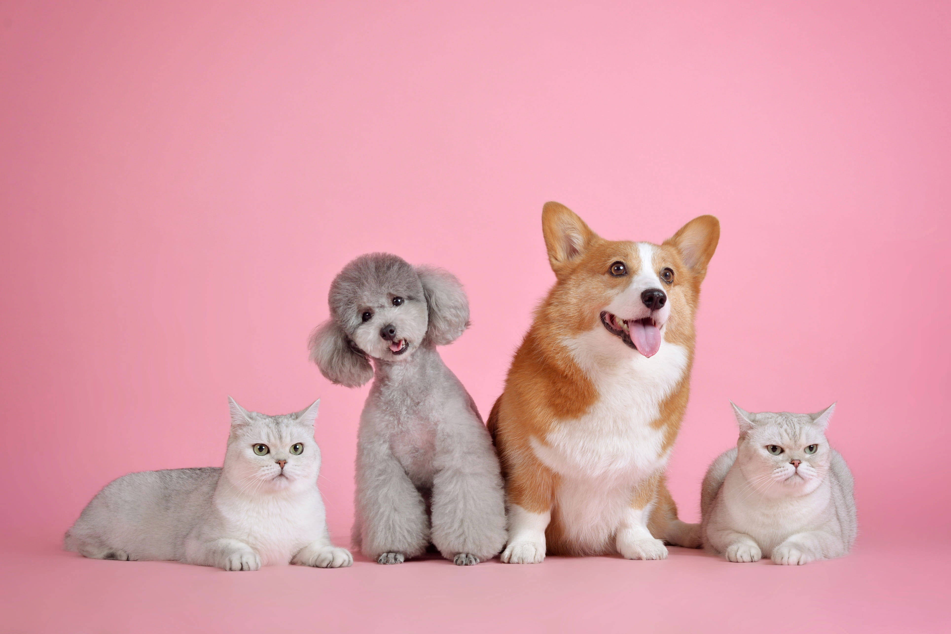 cat persian, dog poodle corgi, gray poodle, 4K Desktop Wallpaper