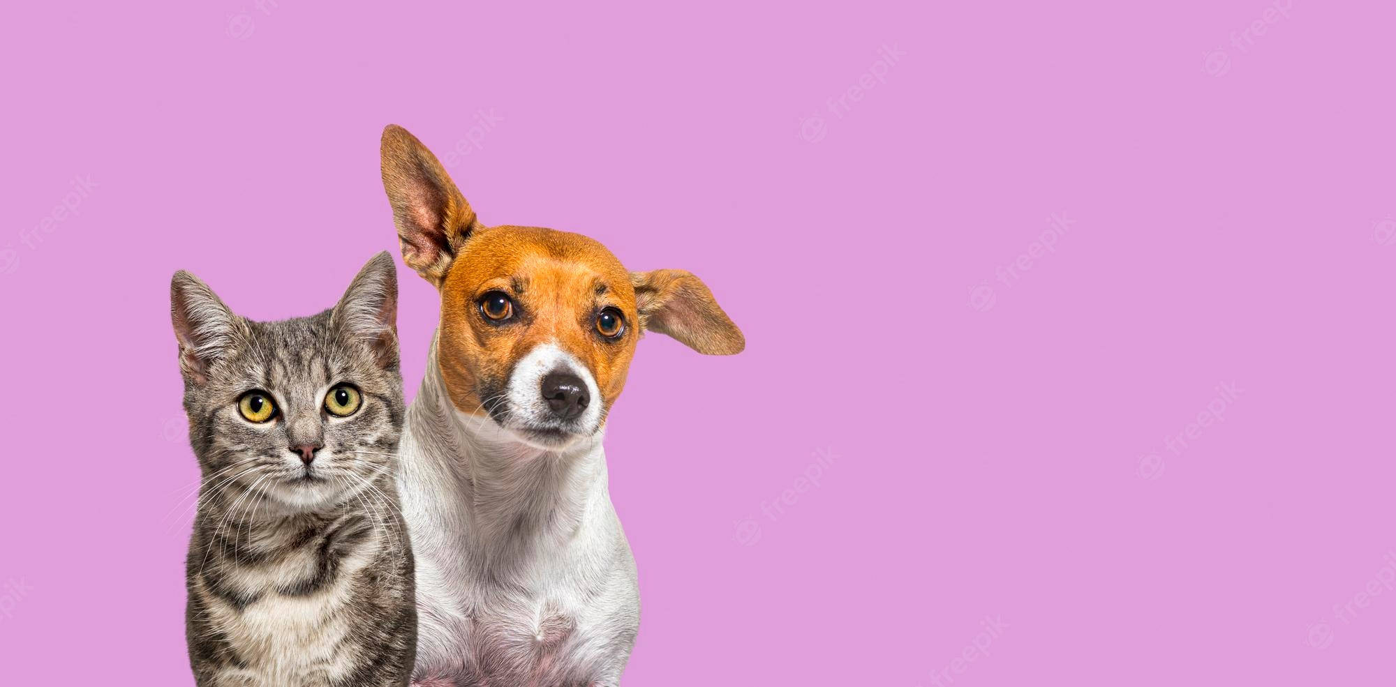 tabby cat, jack russell terrier, solid pink background, Full HD Desktop Wallpaper