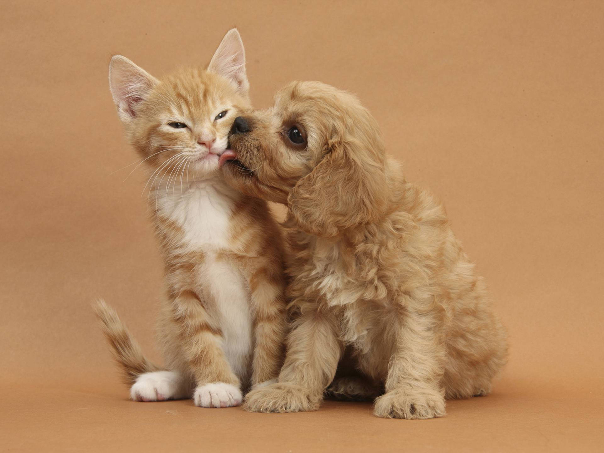 fluffy golden puppy, ginger kitten, warm brown studio backdrop, Full HD Desktop Wallpaper
