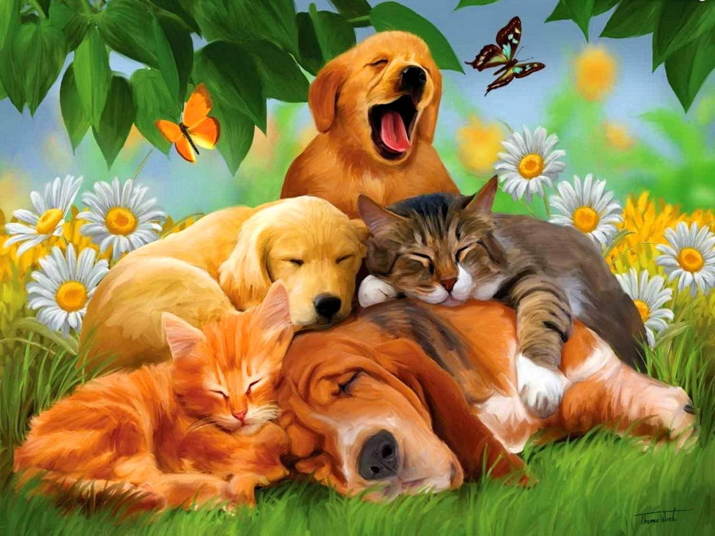 golden retriever, basset hound, tabby cat, HD Desktop Wallpaper