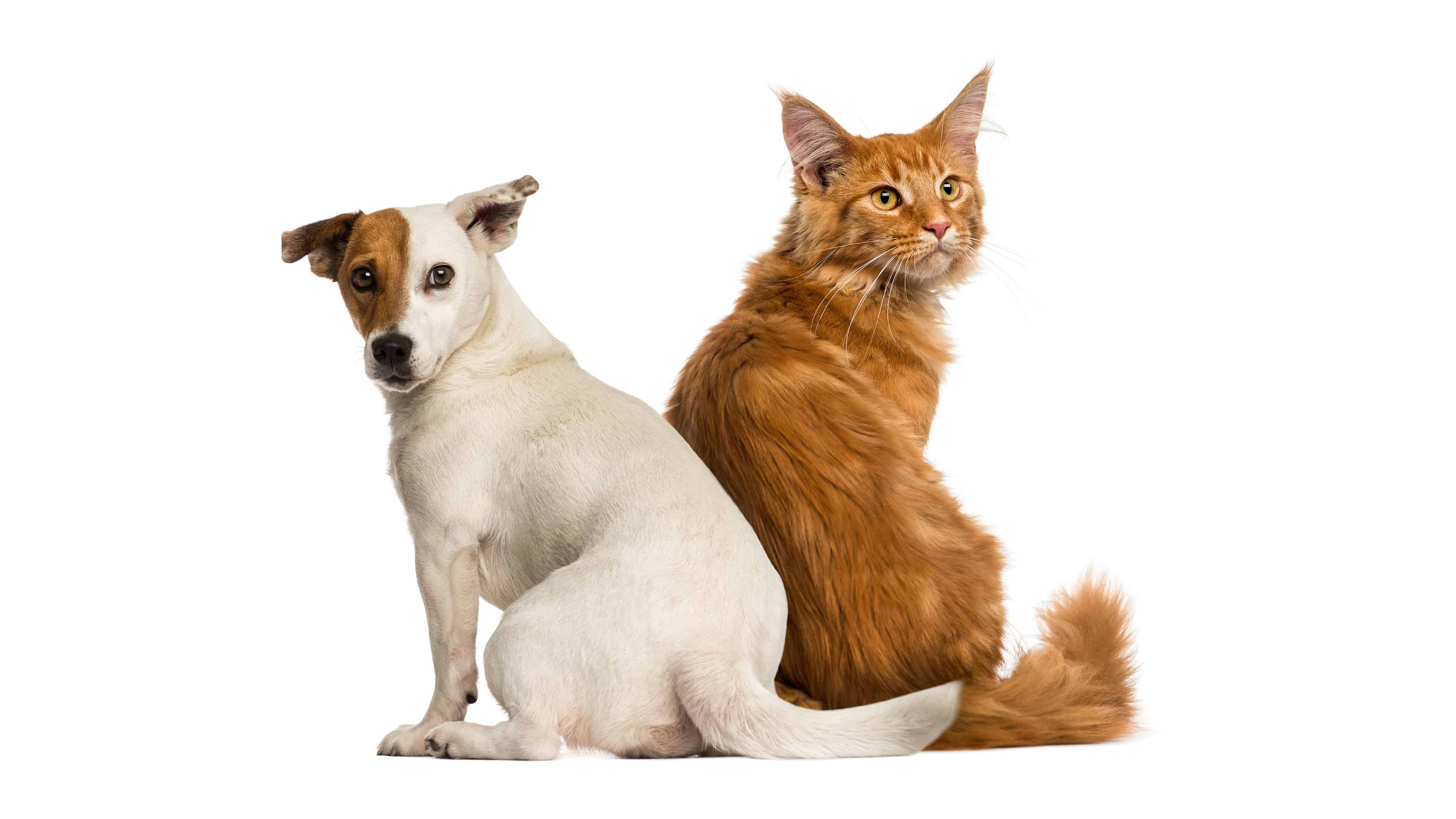 white dog, brown patches, fluffy orange cat, 4K Desktop Wallpaper