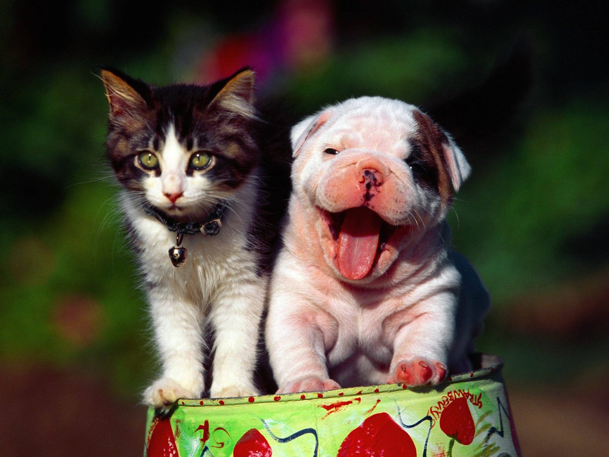 tabby kitten, grinning bulldog puppy, colorful painted bucket, Full HD Desktop Wallpaper