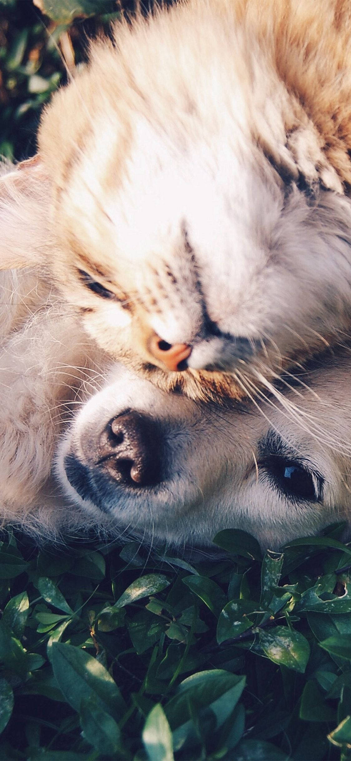 fluffy ginger cat, golden retriever, sunlit green foliage, Full HD Phone Wallpaper