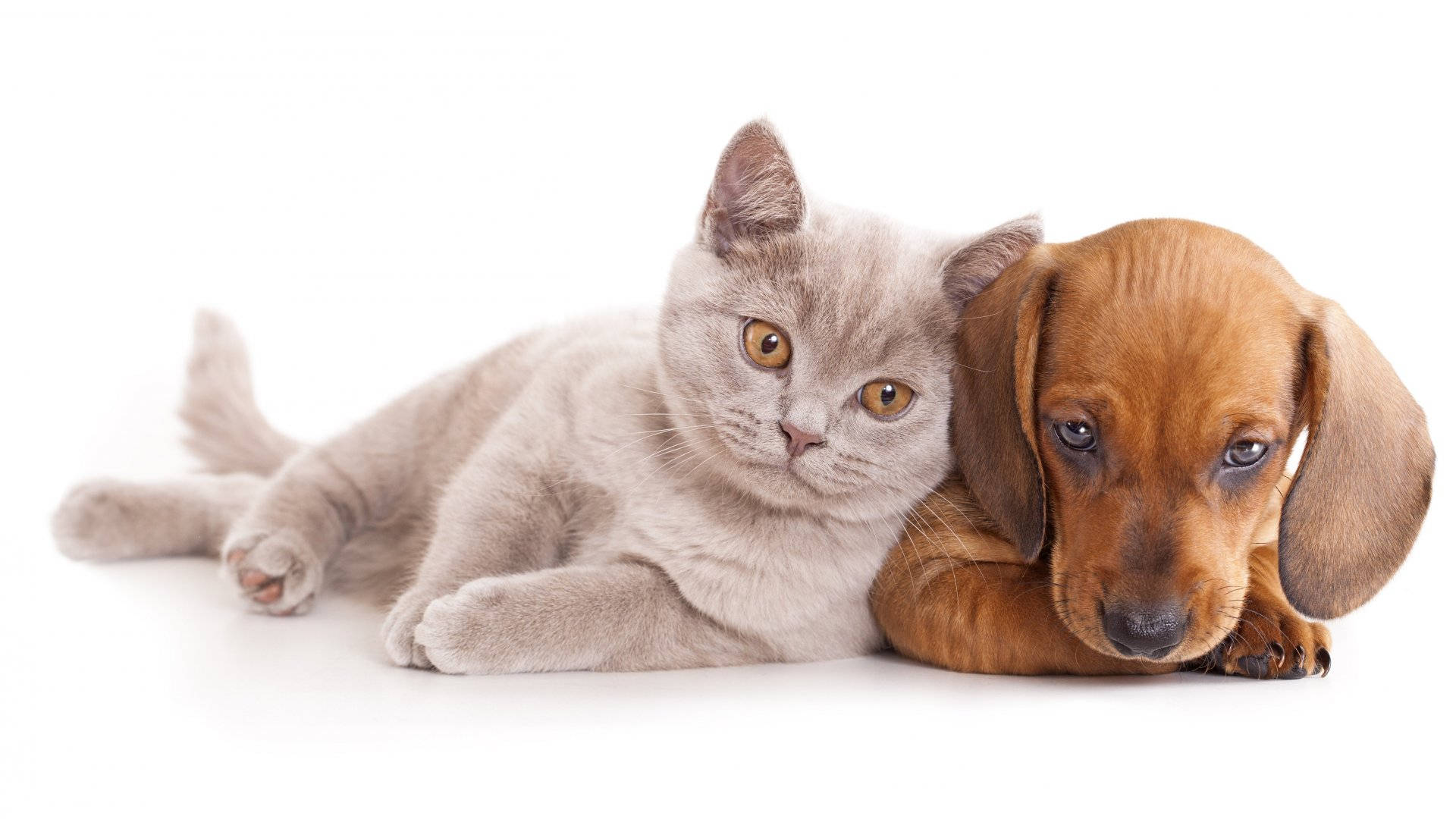 gray cat, brown dachshund puppy, pure white background, Full HD Desktop Wallpaper