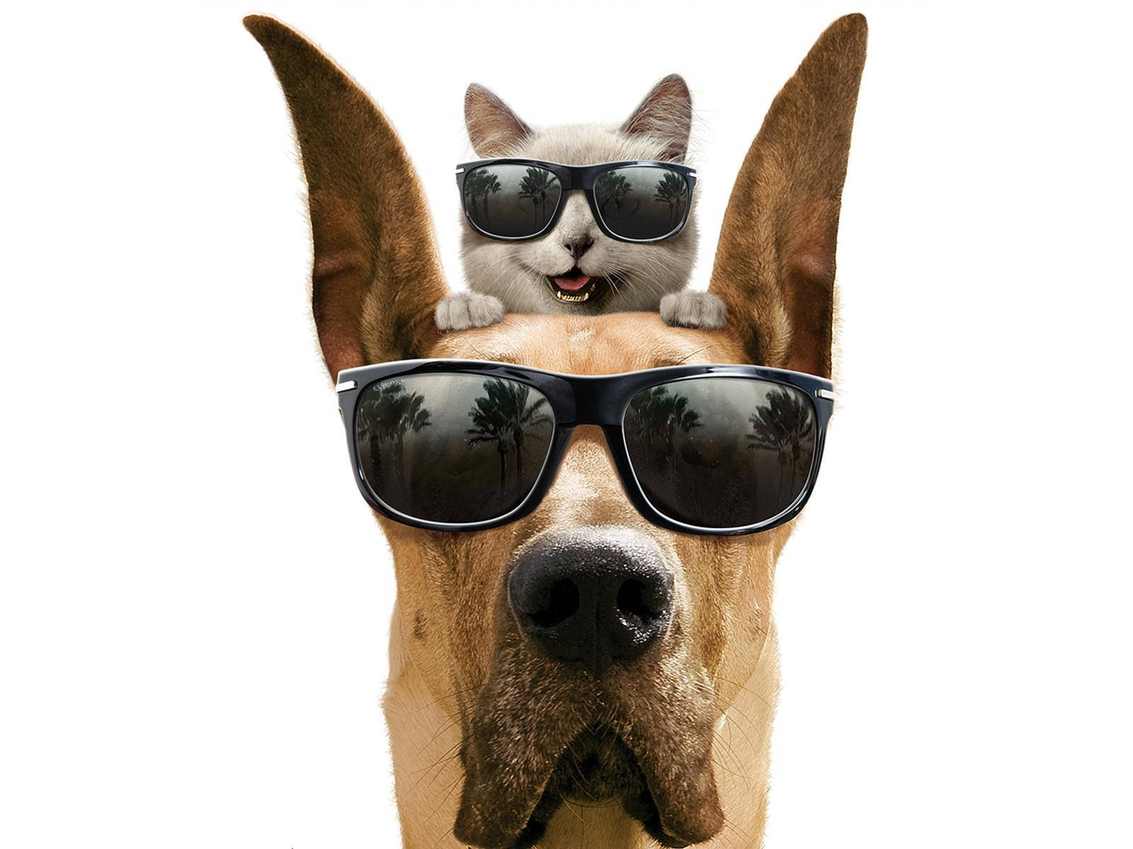 cat, dog, sunglasses, HD Desktop Wallpaper