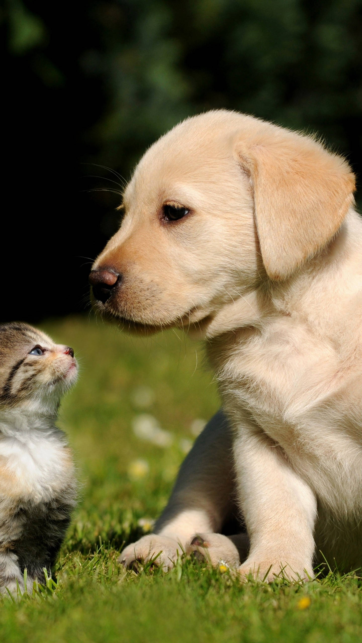 golden retriever puppy, tabby kitten, grass, 2K Phone Wallpaper