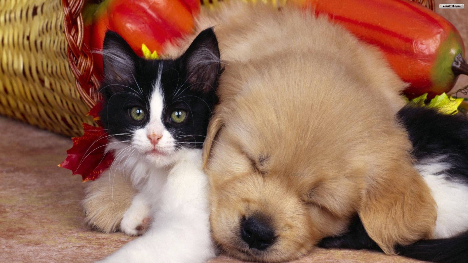 black and white kitten, sleeping golden puppy, autumn leaves, Full HD Desktop Wallpaper