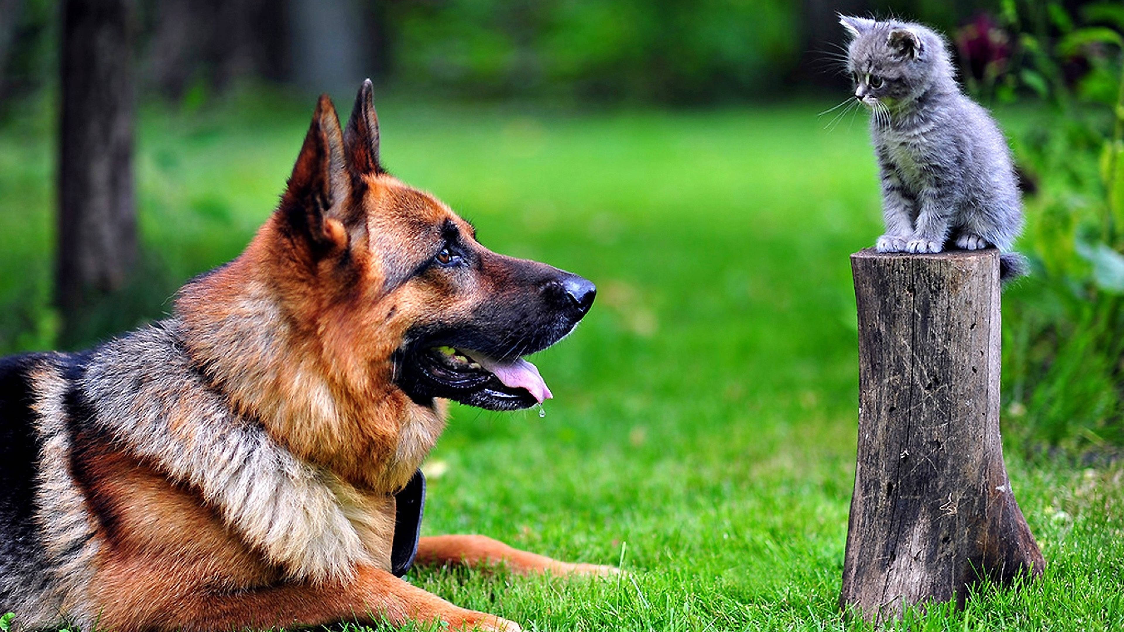 German shepherd, gray kitten, weathered tree stump, 4K Desktop Wallpaper