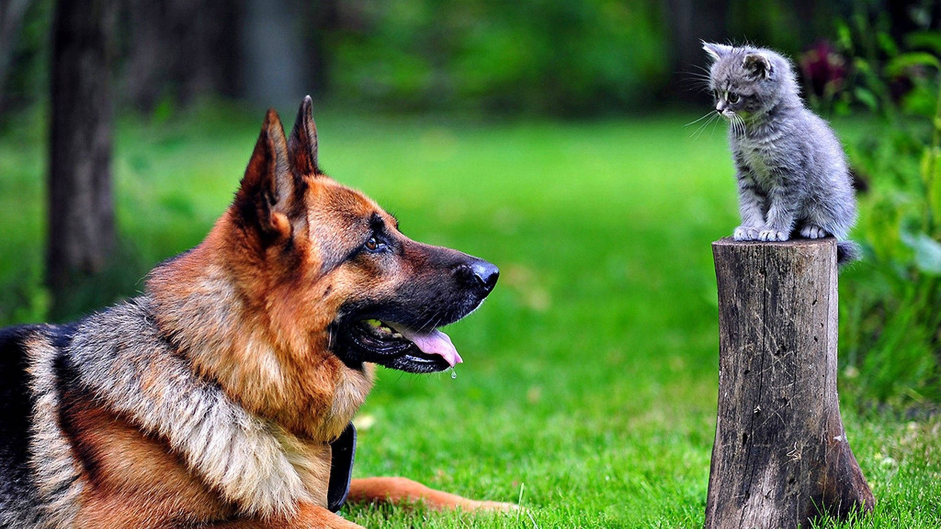 German shepherd, gray kitten, weathered tree stump, Full HD Desktop Wallpaper