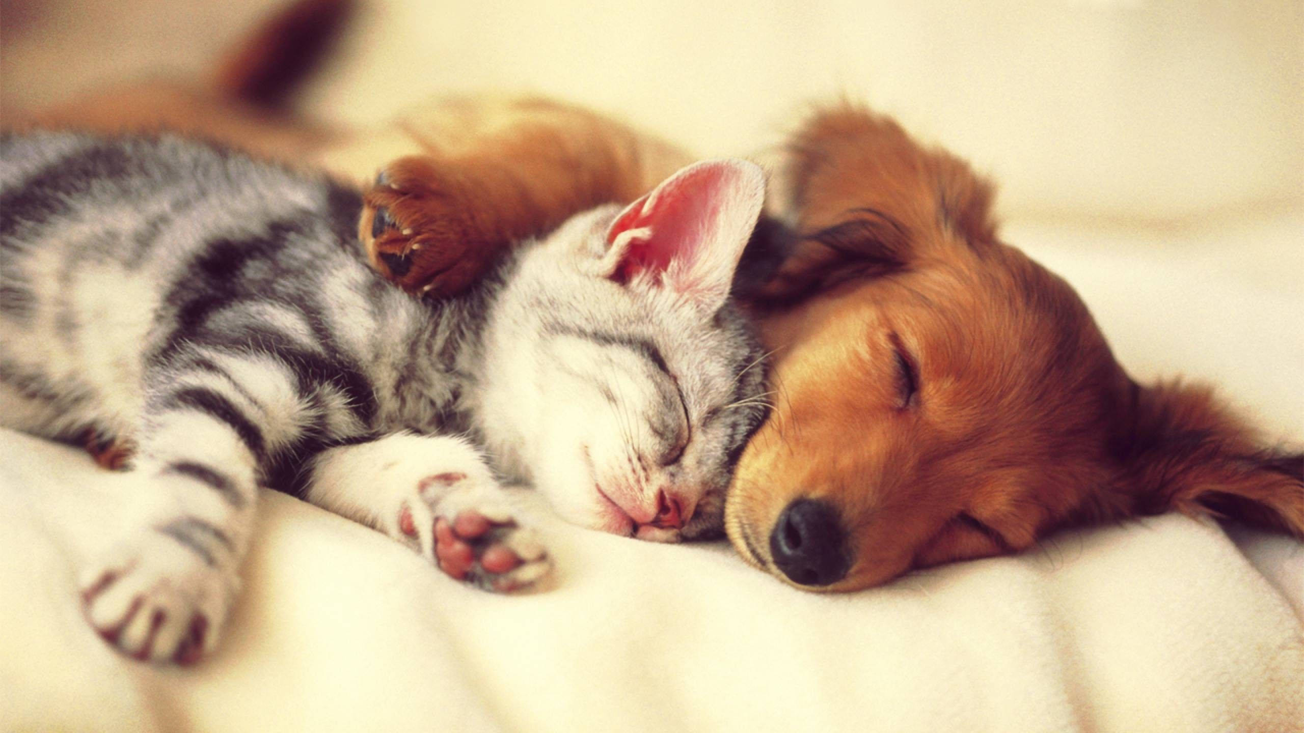 gray tabby kitten, brown puppy, soft cream blanket, 2K Desktop Wallpaper