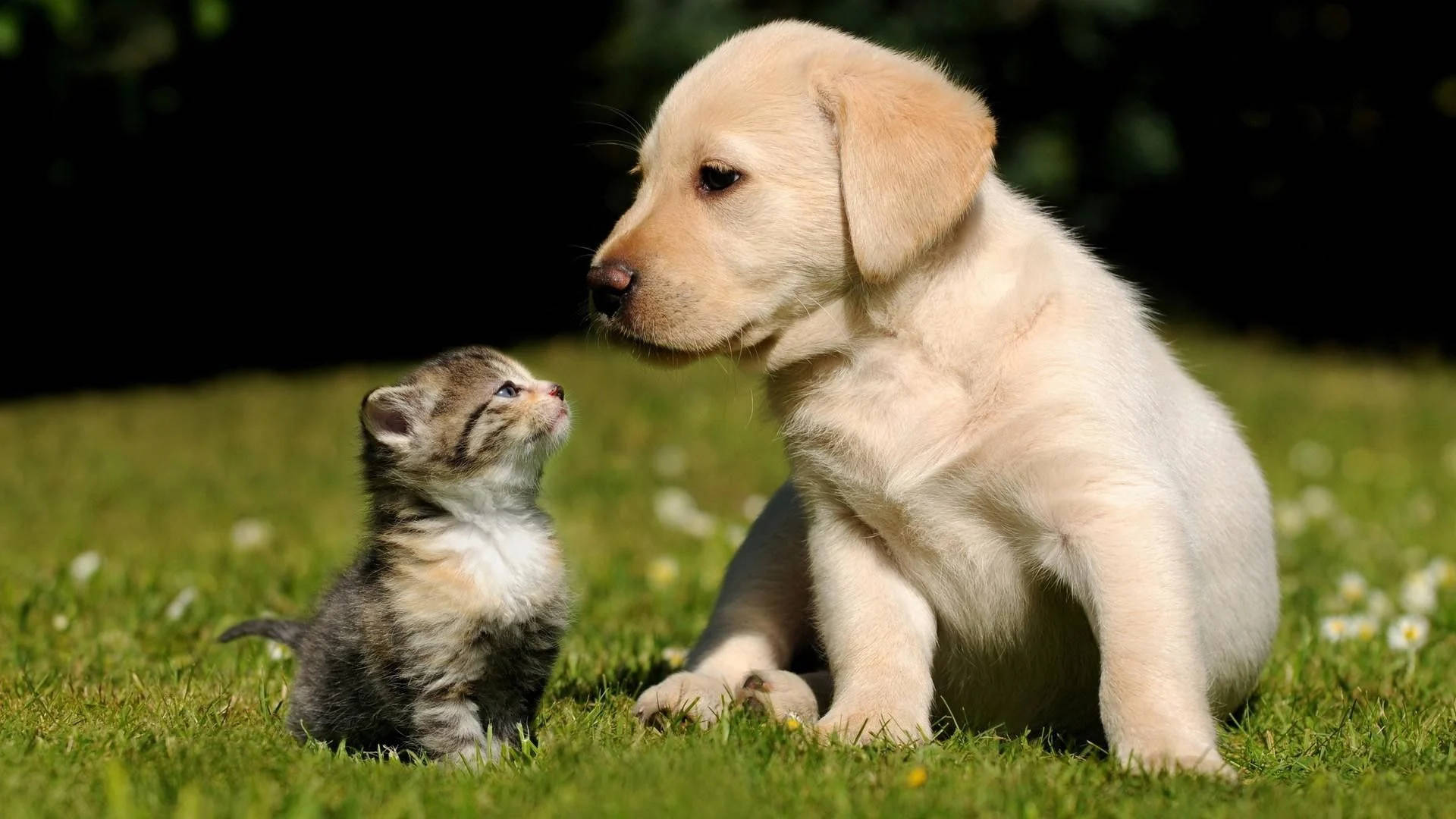 tabby kitten, yellow lab puppy, sunlit grass, Full HD Desktop Wallpaper