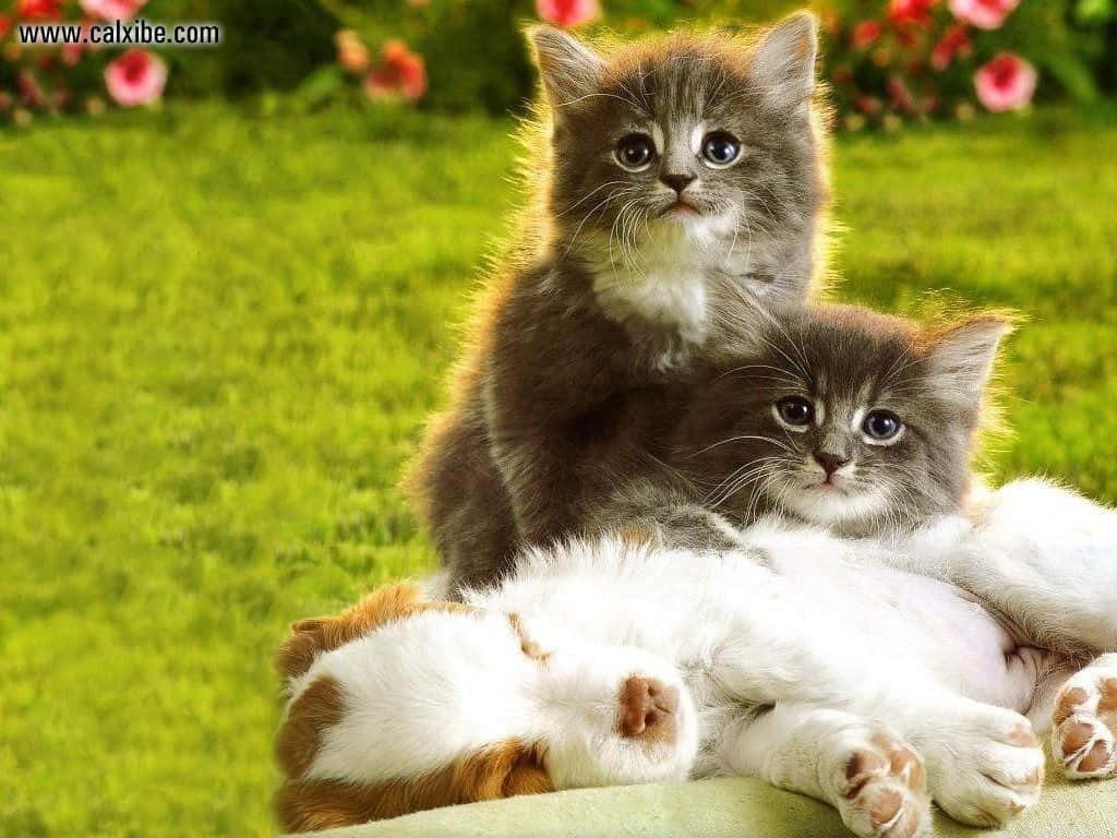 kitten, puppy, fluffy gray kittens, SD Desktop Wallpaper