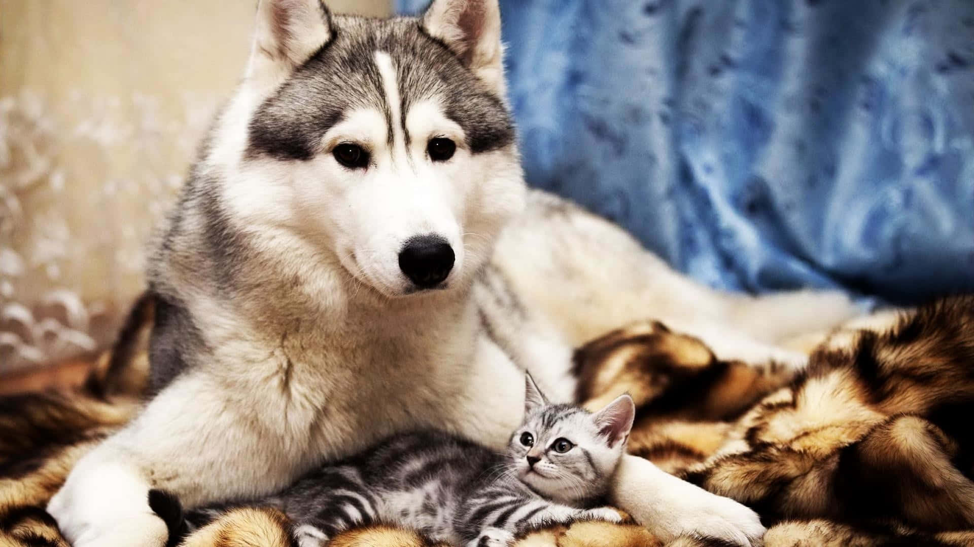 husky, silver tabby kitten, plush fur blanket, Full HD Desktop Wallpaper