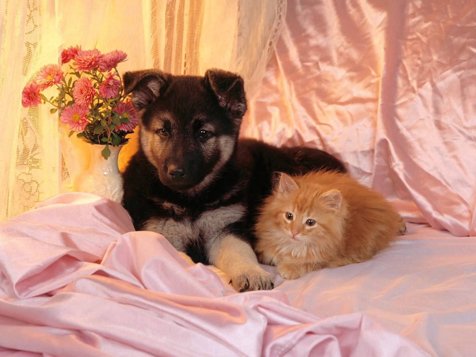 black puppy, fluffy orange kitten, soft pink fabric, HD Desktop Wallpaper