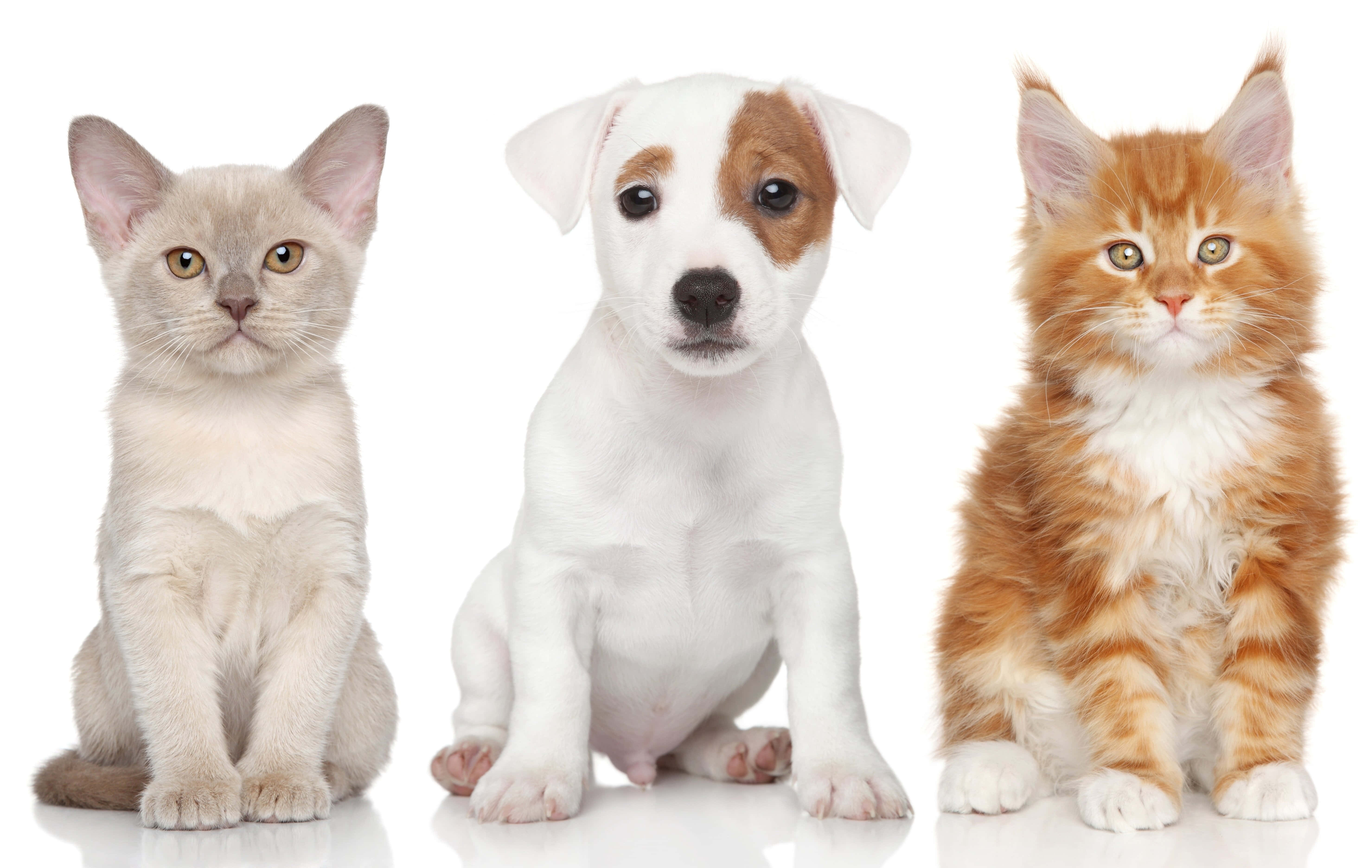 light gray kitten, white puppy with brown patch, orange tabby kitten, 5K Desktop Wallpaper