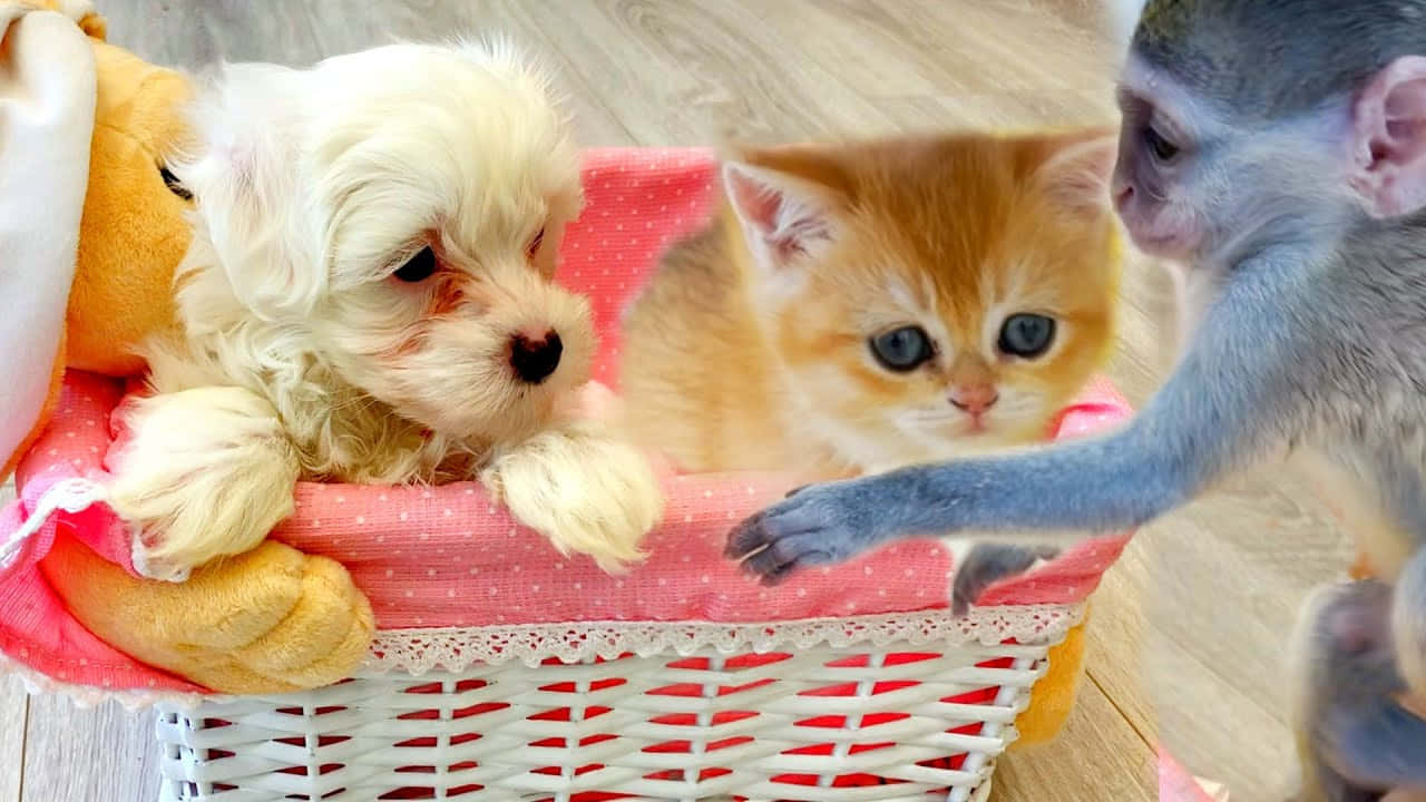kitten, puppy, fluffy white puppy, HD Desktop Wallpaper