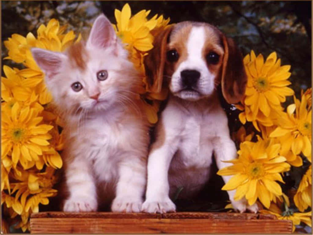 kitten, puppy, beagle puppy, SD Desktop Wallpaper