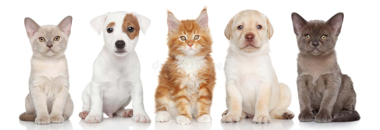 kitten, puppy, cats, HD Desktop Wallpaper