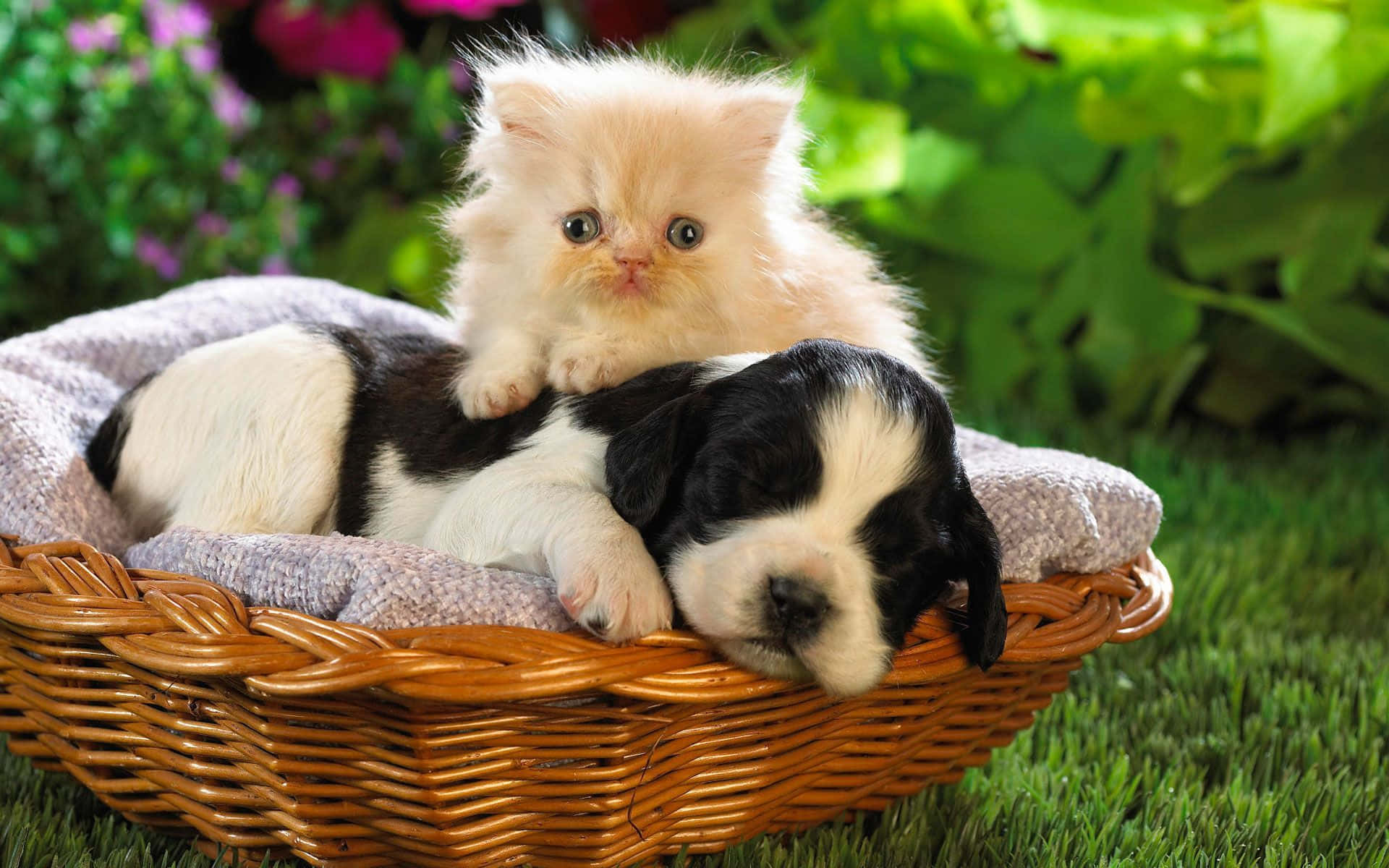 fluffy cream kitten, sleeping black and white puppy, wicker basket, Full HD Desktop Wallpaper